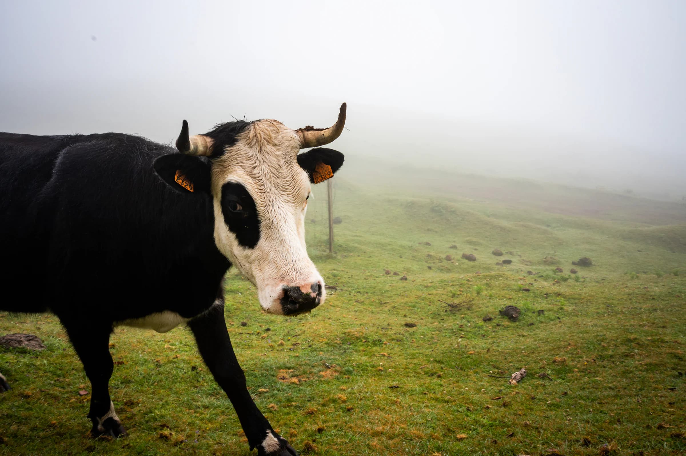 A black and white cow with short horns and orange ear tags, close to the camera and looking at it sideways, on a green hillside in thick fog in the Fanal forest, Madeira.
