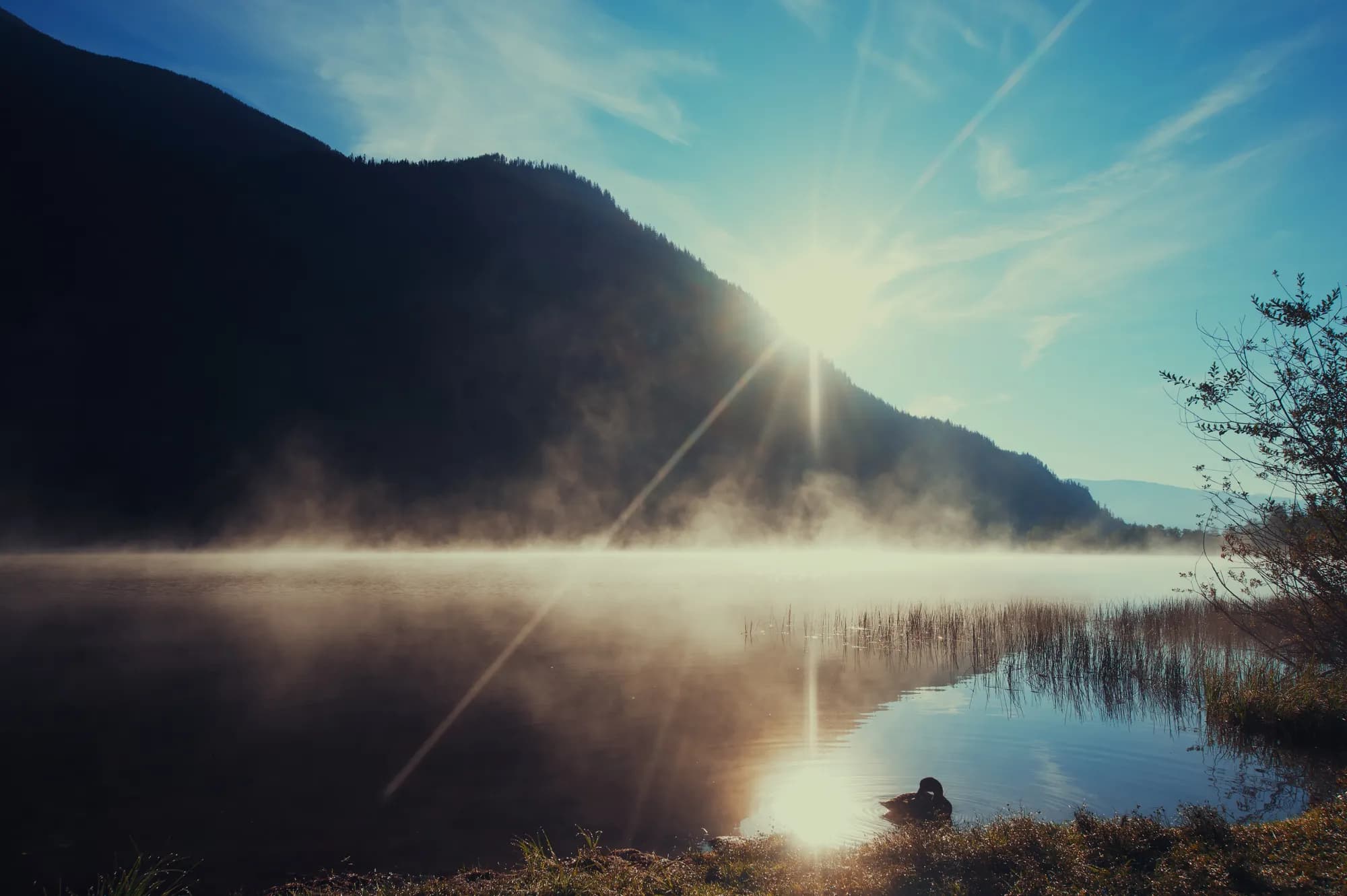 Morning mist rising off Summit Lake at sunrise, a duck in the shallows and a dark mountainside behind