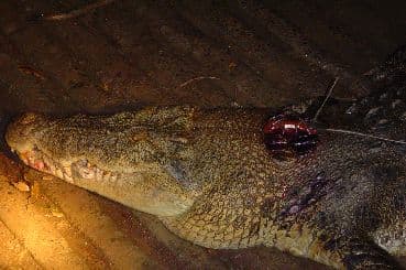 Crocodile fitted with a satellite tracker, recovered from the Wayback Machine